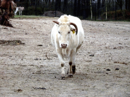 Zebu at the Safaripark Beekse Bergen, viewed from the car during the Autosafari