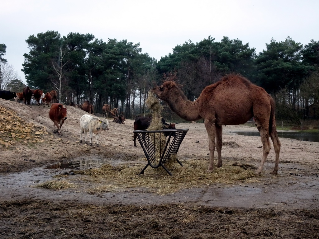 Dromedaries and Zebus at the Safaripark Beekse Bergen, viewed from the car during the Autosafari