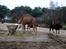 Dromedary and Zebus at the Safaripark Beekse Bergen, viewed from the car during the Autosafari