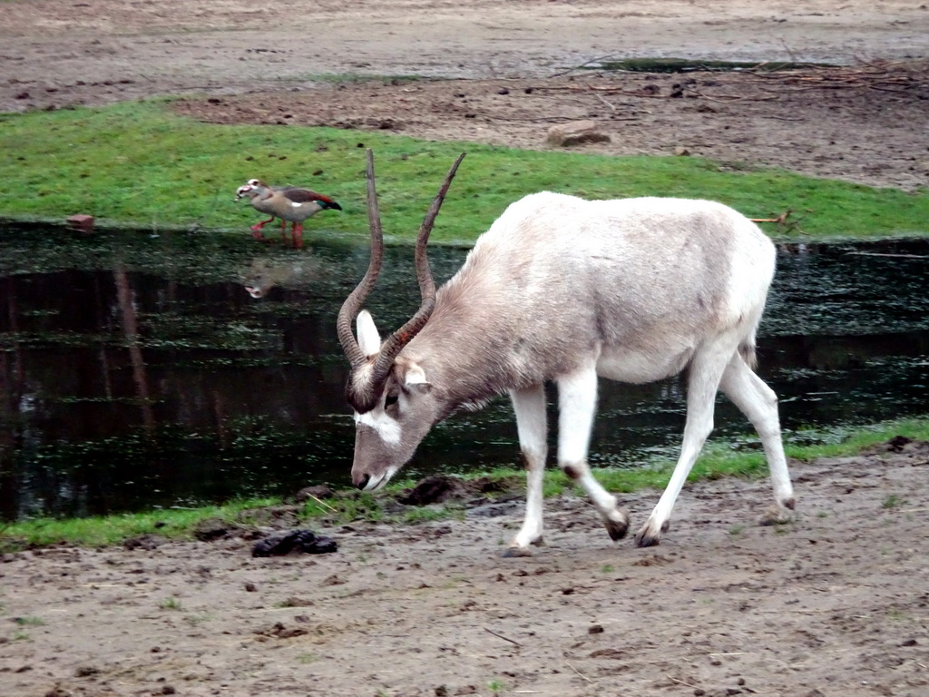 Addax at the Safaripark Beekse Bergen, viewed from the car during the Autosafari