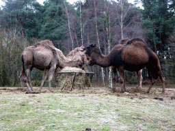 Dromedaries at the Safaripark Beekse Bergen, viewed from the car during the Autosafari