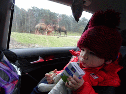 Max in the car during the Autosafari at the Safaripark Beekse Bergen, with a view on the Dromedaries