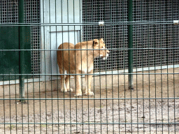 Lion at the Safaripark Beekse Bergen, viewed from the car during the Autosafari