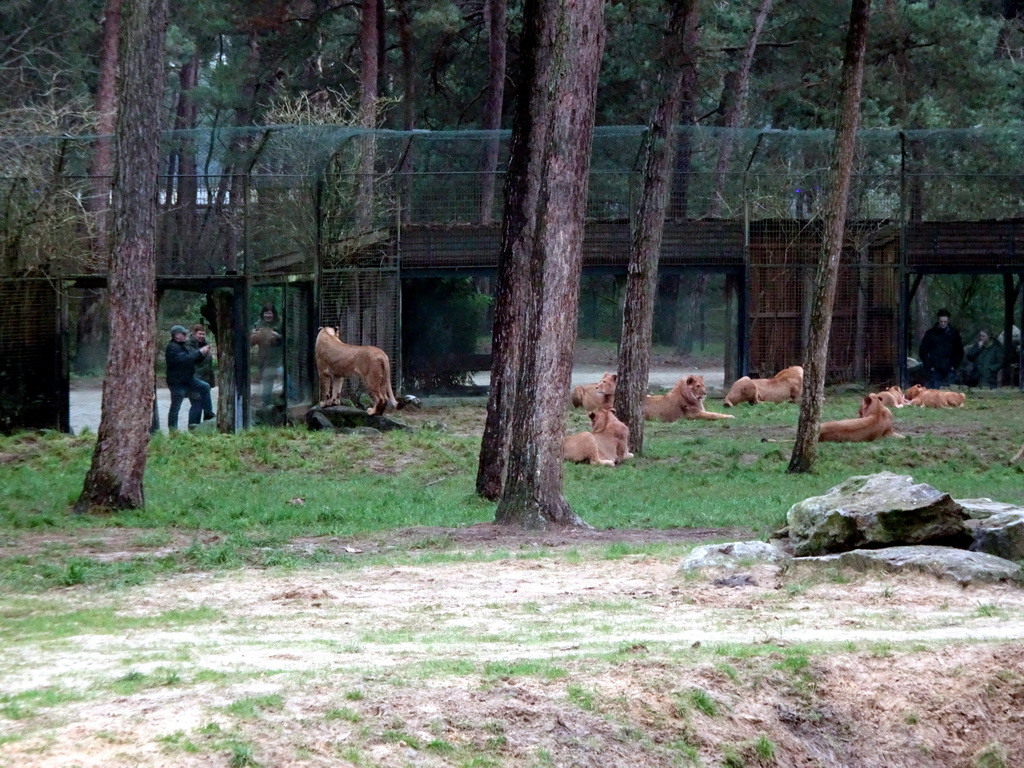 Lions at the Safaripark Beekse Bergen, viewed from the car during the Autosafari