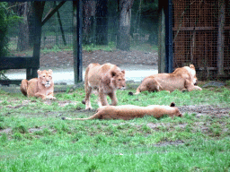 Lions at the Safaripark Beekse Bergen, viewed from the car during the Autosafari