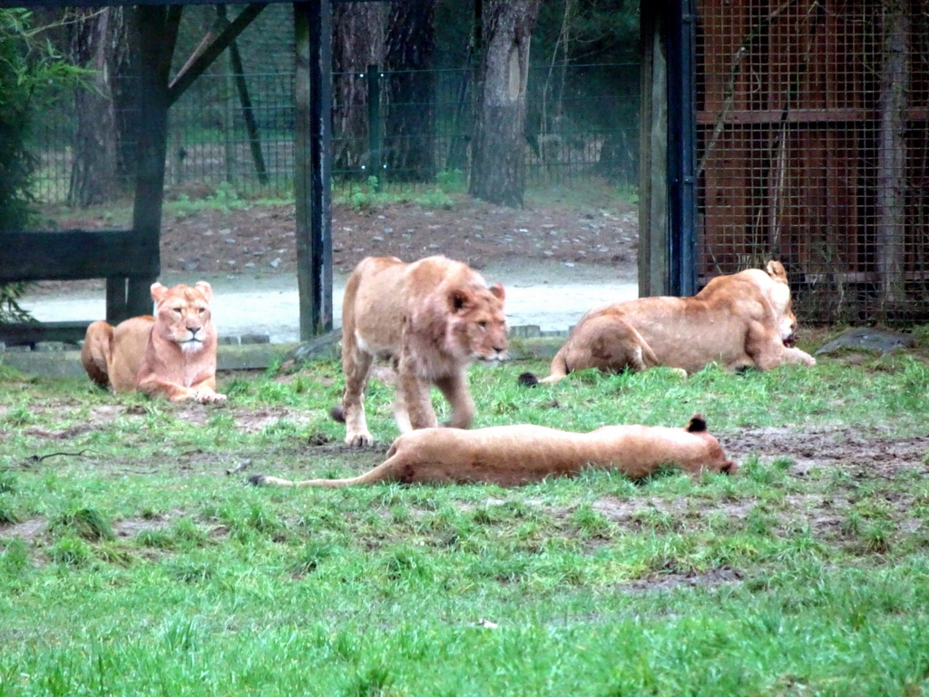 Lions at the Safaripark Beekse Bergen, viewed from the car during the Autosafari