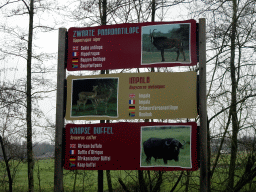 Explanation on the Sable Antelope, Impala and African Buffalo at the Safaripark Beekse Bergen, viewed from the car during the Autosafari