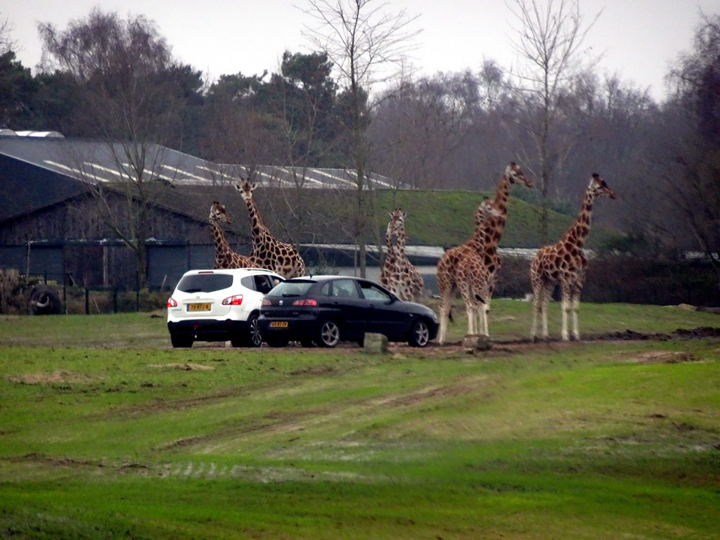 Rothschild`s Giraffes at the Safaripark Beekse Bergen, viewed from the car during the Autosafari