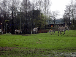 Grévy`s Zebras at the Safaripark Beekse Bergen, viewed from the car during the Autosafari