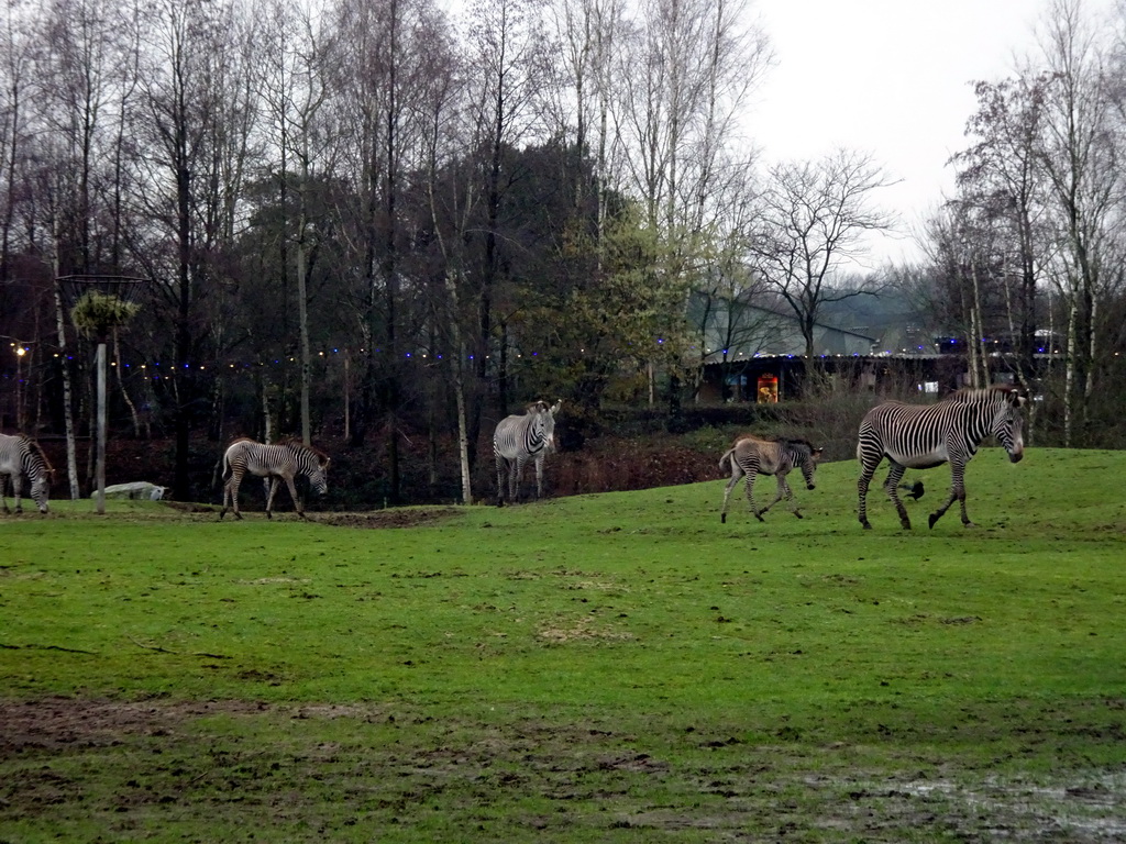 Grévy`s Zebras at the Safaripark Beekse Bergen, viewed from the car during the Autosafari