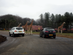 Rothschild`s Giraffes at the Safaripark Beekse Bergen, viewed from the car during the Autosafari