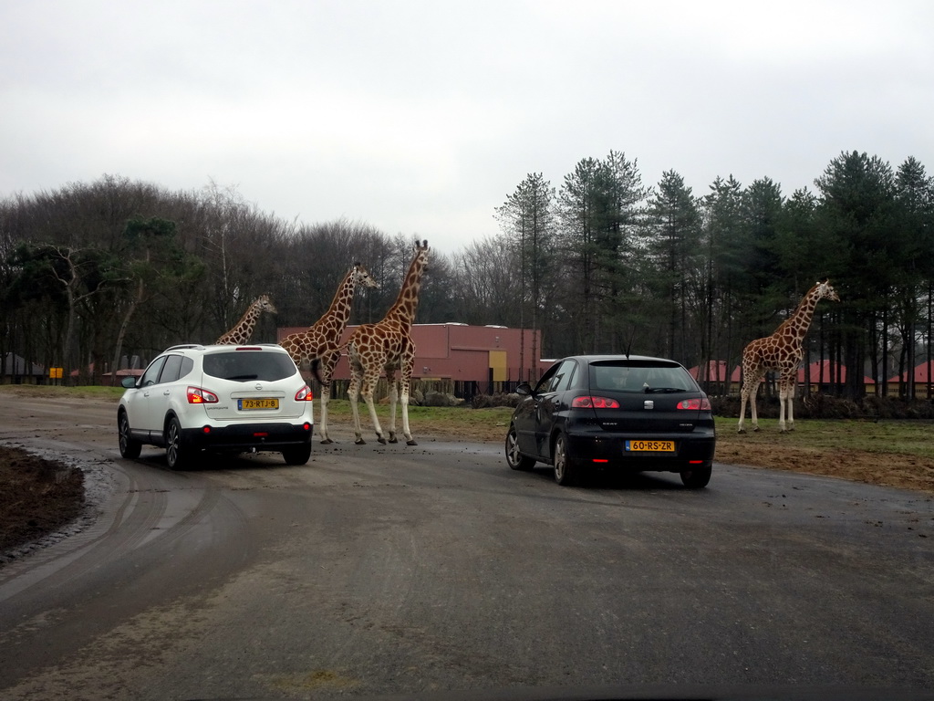 Rothschild`s Giraffes at the Safaripark Beekse Bergen, viewed from the car during the Autosafari