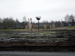 Rothschild`s Giraffes at the Safaripark Beekse Bergen, viewed from the car during the Autosafari