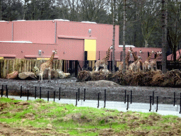 Rothschild`s Giraffes at the Safaripark Beekse Bergen, viewed from the car during the Autosafari