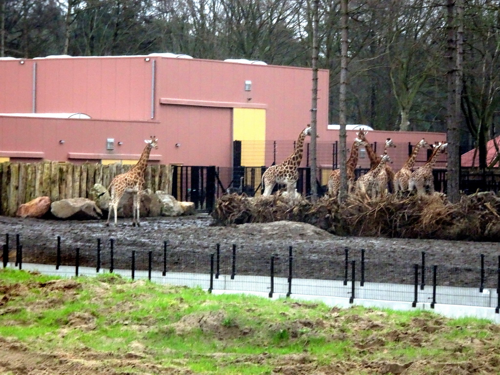 Rothschild`s Giraffes at the Safaripark Beekse Bergen, viewed from the car during the Autosafari