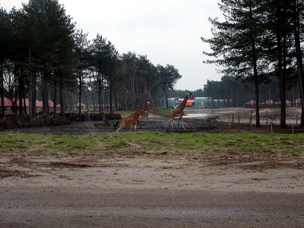 Rothschild`s Giraffes and holiday homes of the Safari Resort at the Safaripark Beekse Bergen, under construction, viewed from the car during the Autosafari