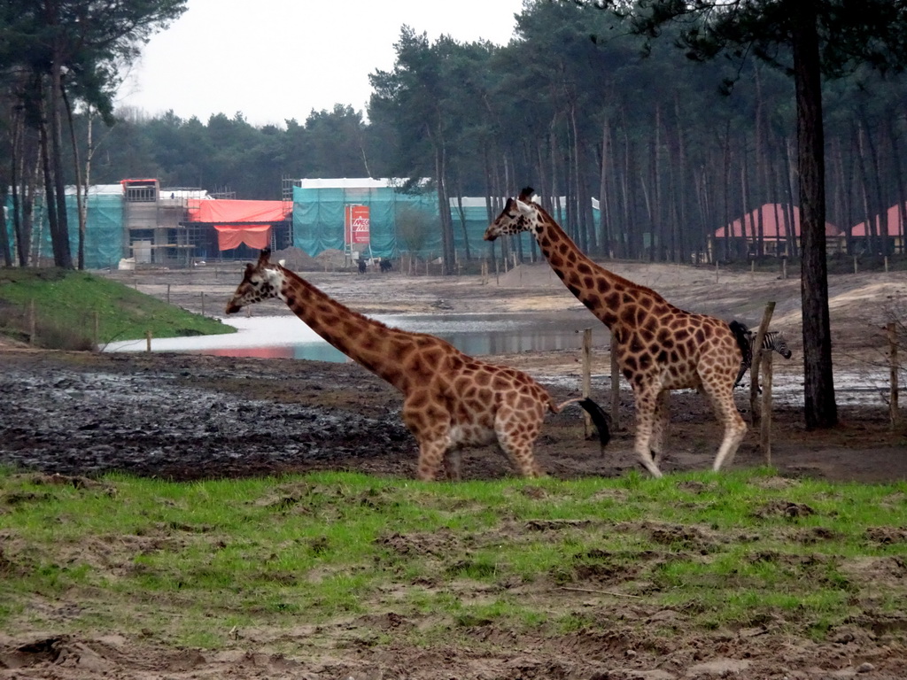 Rothschild`s Giraffes and holiday homes of the Safari Resort at the Safaripark Beekse Bergen, under construction, viewed from the car during the Autosafari