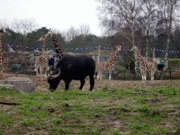 Rothschild`s Giraffes and African Buffalo at the Safaripark Beekse Bergen, viewed from the car during the Autosafari