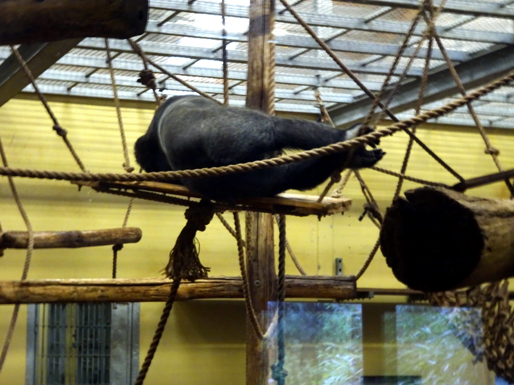 Chimpanzee at the Safaripark Beekse Bergen, during the Winterdroom period