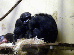 Chimpanzees at the Safaripark Beekse Bergen, during the Winterdroom period