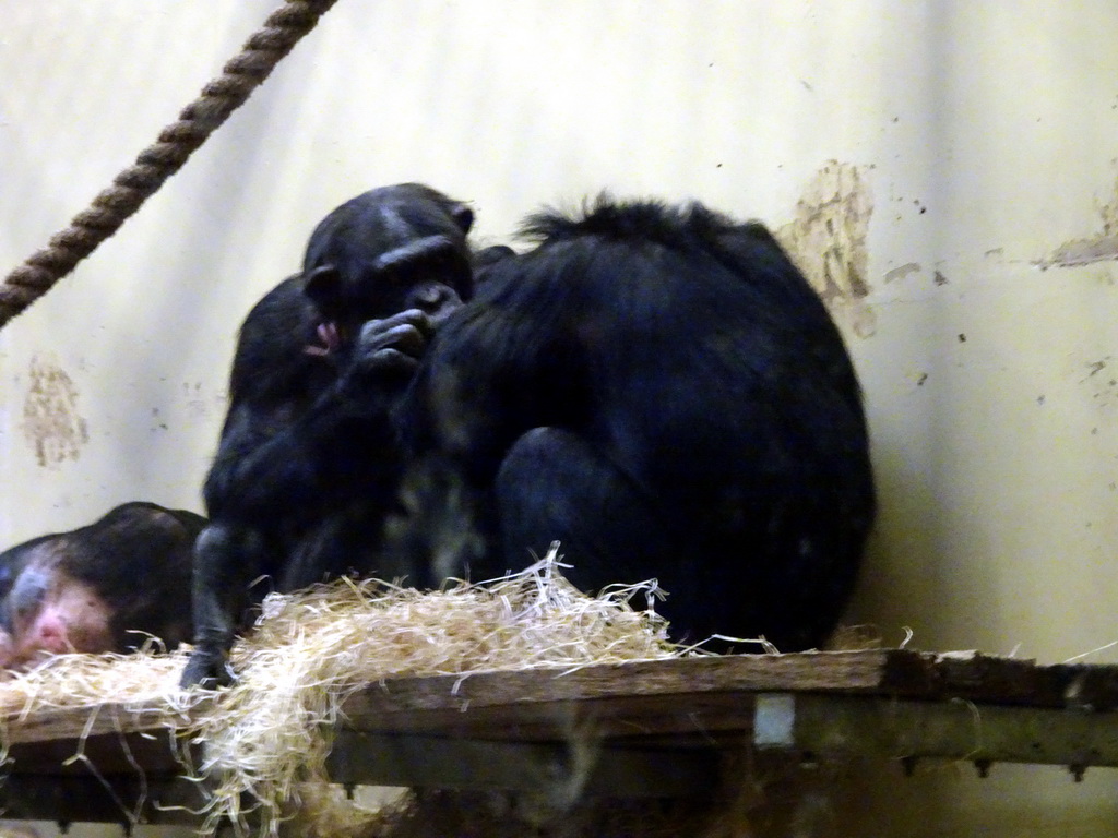 Chimpanzees at the Safaripark Beekse Bergen, during the Winterdroom period