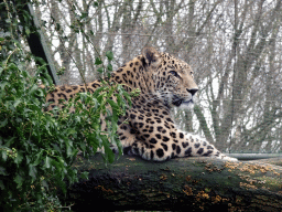 Leopard at the Safaripark Beekse Bergen, during the Winterdroom period