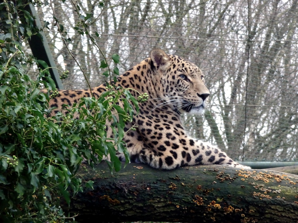 Leopard at the Safaripark Beekse Bergen, during the Winterdroom period