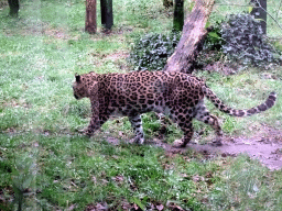 Leopard at the Safaripark Beekse Bergen, during the Winterdroom period