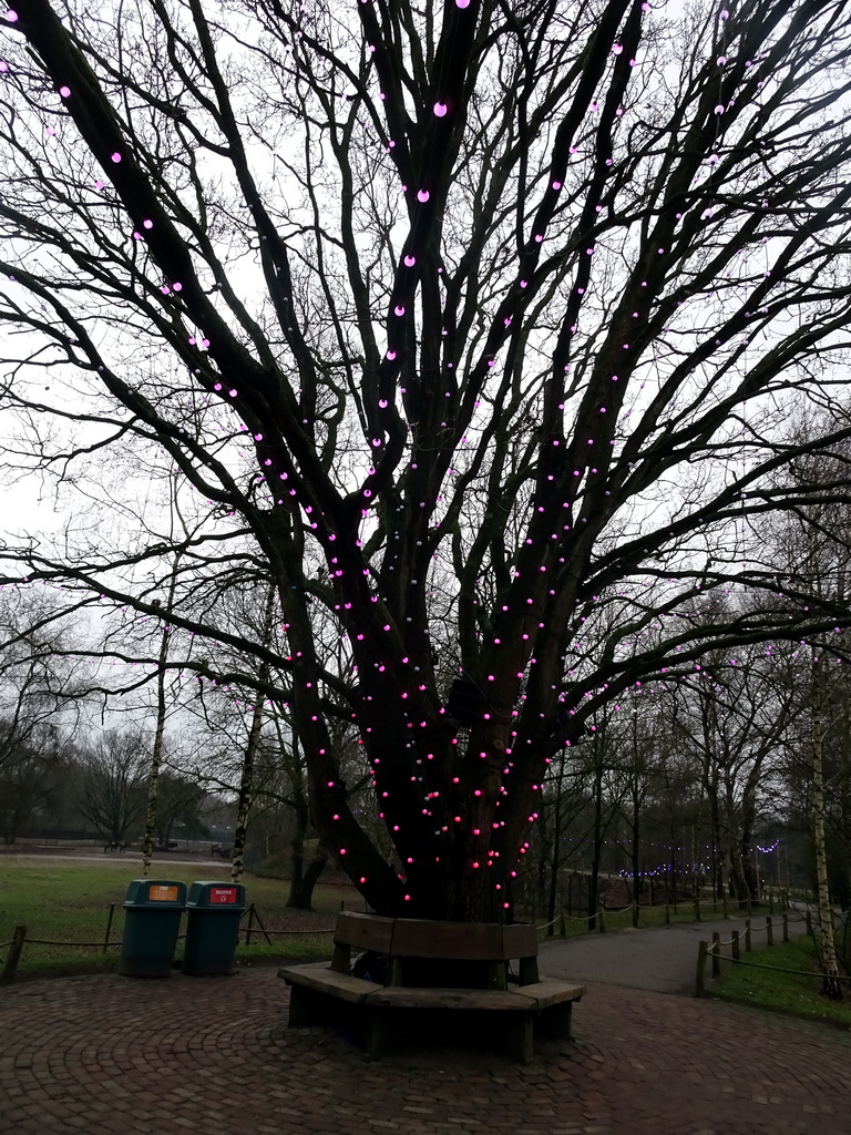 The Tree of Light at the Safaripark Beekse Bergen, during the Winterdroom period