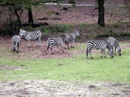 Grévy`s Zebras at the Safaripark Beekse Bergen, during the Winterdroom period