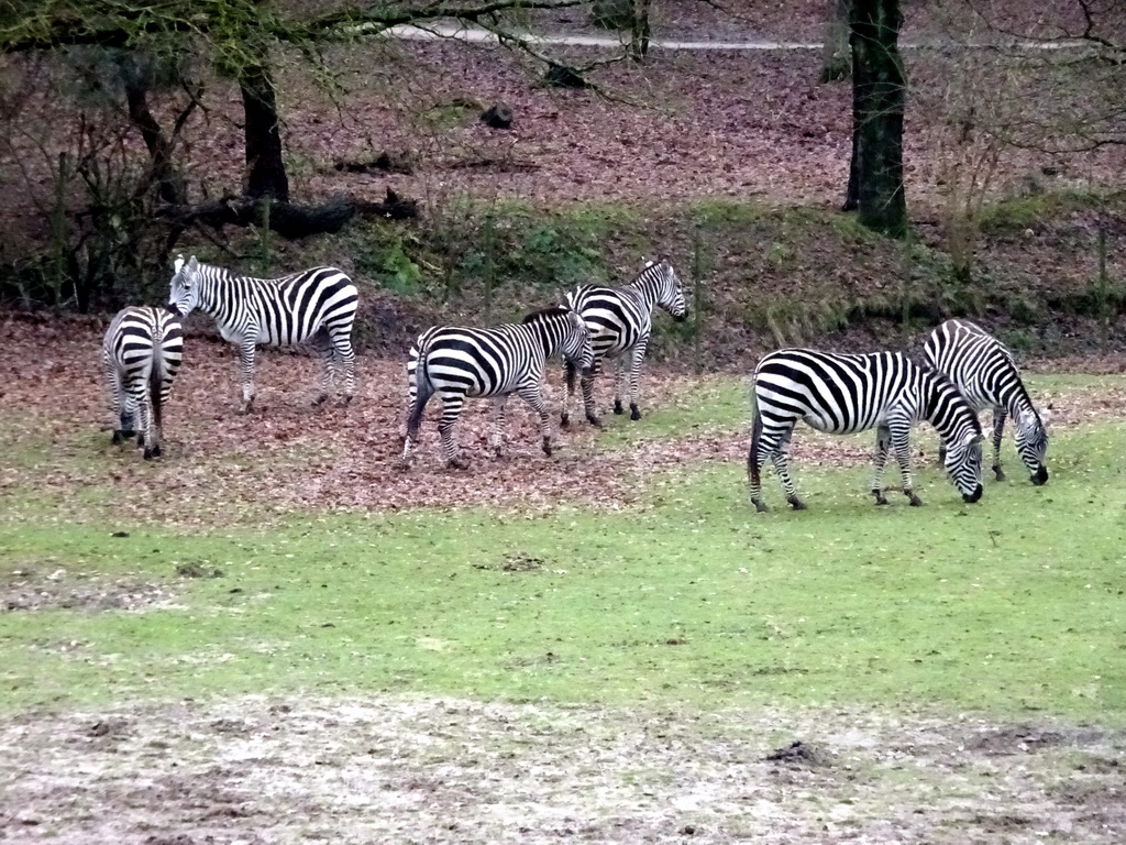 Grévy`s Zebras at the Safaripark Beekse Bergen, during the Winterdroom period