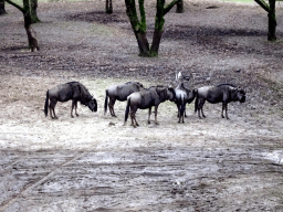 Wildebeests at the Safaripark Beekse Bergen, during the Winterdroom period
