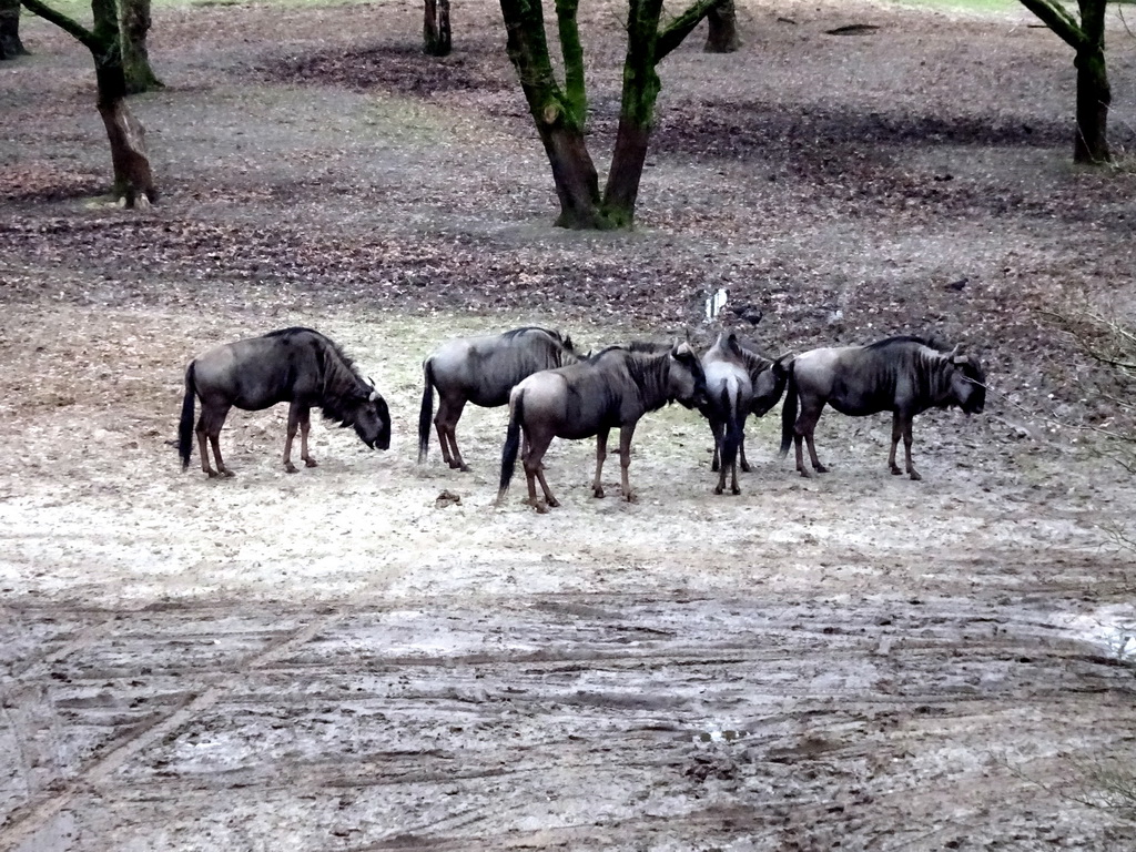 Wildebeests at the Safaripark Beekse Bergen, during the Winterdroom period