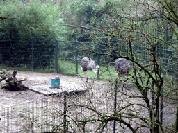 Ostriches at the Safaripark Beekse Bergen, during the Winterdroom period