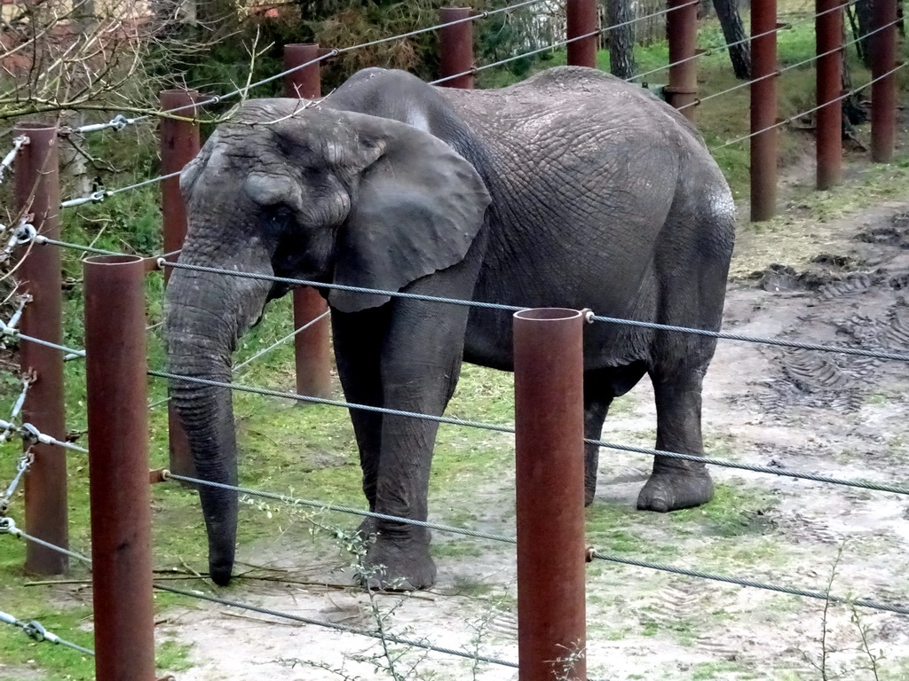 African Elephant at the Safaripark Beekse Bergen, during the Winterdroom period