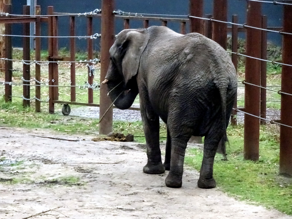 African Elephant at the Safaripark Beekse Bergen, during the Winterdroom period