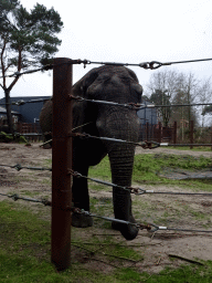 African Elephant at the Safaripark Beekse Bergen, during the Winterdroom period