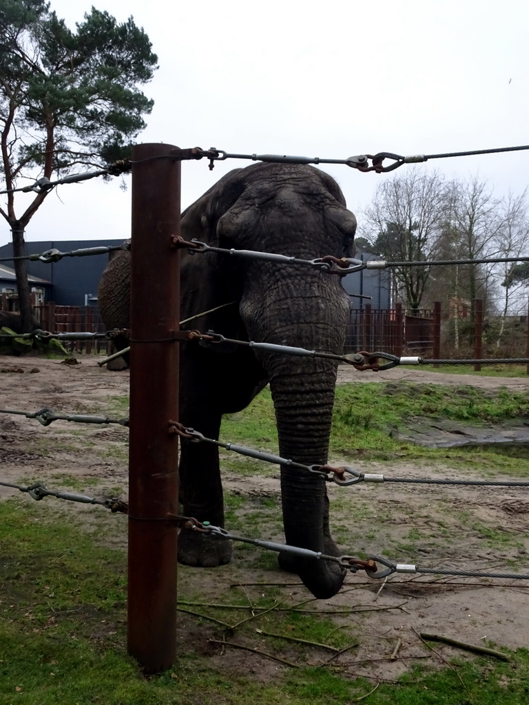 African Elephant at the Safaripark Beekse Bergen, during the Winterdroom period