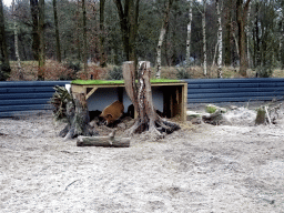 Red River Hogs and Banded Mongooses at the Safaripark Beekse Bergen, during the Winterdroom period