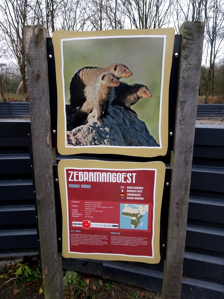 Explanation on the Banded Mongoose at the Safaripark Beekse Bergen, during the Winterdroom period