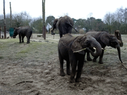 African Elephants at the Safaripark Beekse Bergen, during the Winterdroom period