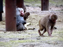 Hamadryas Baboons at the Safaripark Beekse Bergen, during the Winterdroom period