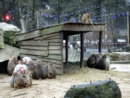 Hamadryas Baboons at the Safaripark Beekse Bergen, during the Winterdroom period