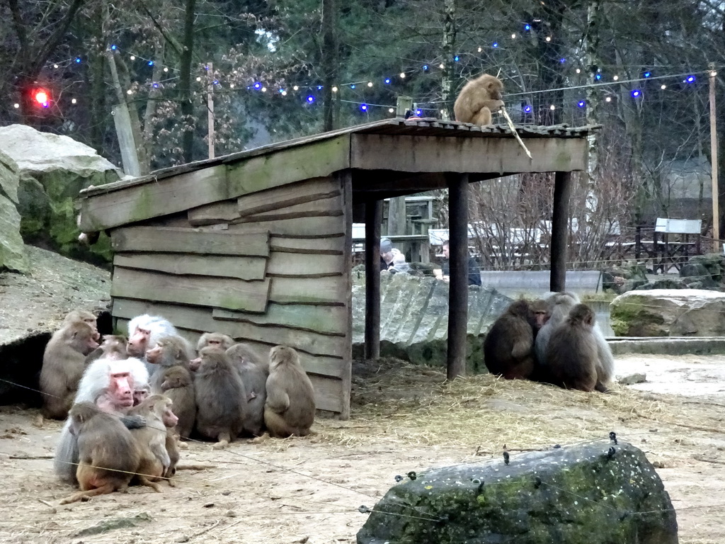 Hamadryas Baboons at the Safaripark Beekse Bergen, during the Winterdroom period