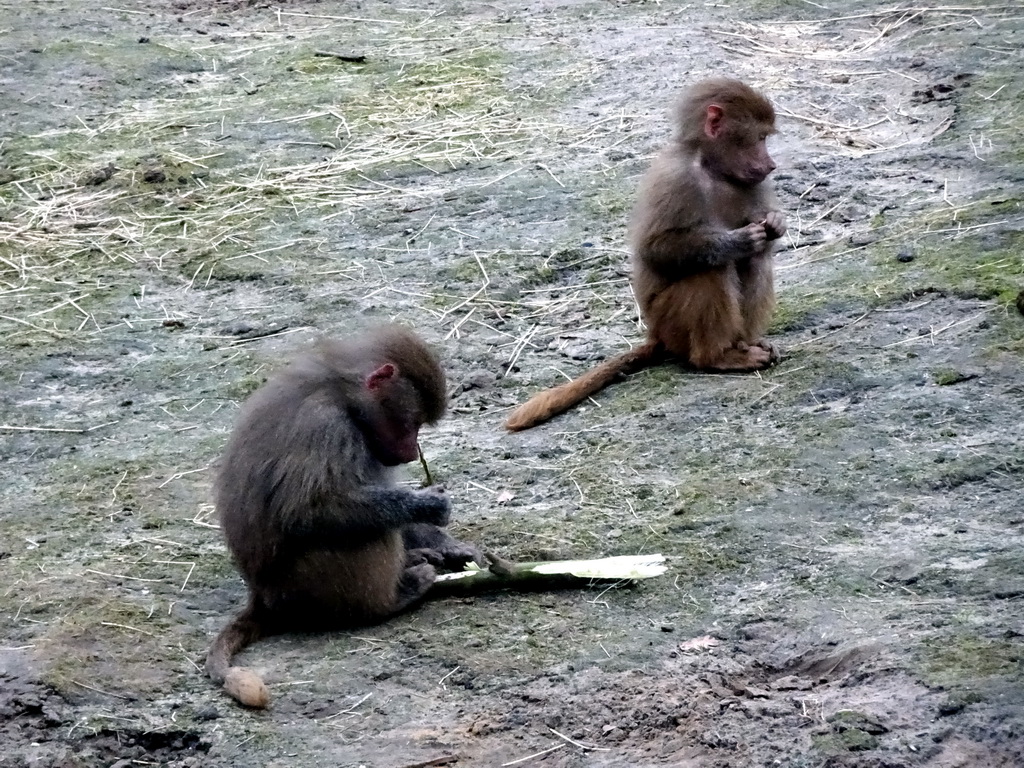 Hamadryas Baboons at the Safaripark Beekse Bergen, during the Winterdroom period