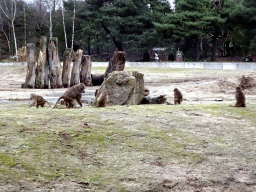 Hamadryas Baboons at the Safaripark Beekse Bergen, during the Winterdroom period