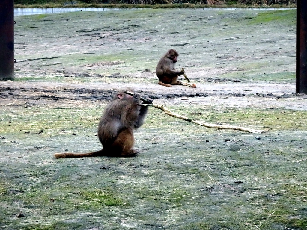 Hamadryas Baboons at the Safaripark Beekse Bergen, during the Winterdroom period