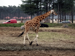 Rothschild`s Giraffes at the Safaripark Beekse Bergen, during the Winterdroom period