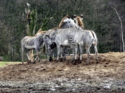 Grévy`s Zebras at the Safaripark Beekse Bergen, during the Winterdroom period