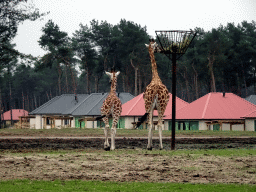 Rothschild`s Giraffes and holiday homes of the Safari Resort at the Safaripark Beekse Bergen, under construction, during the Winterdroom period